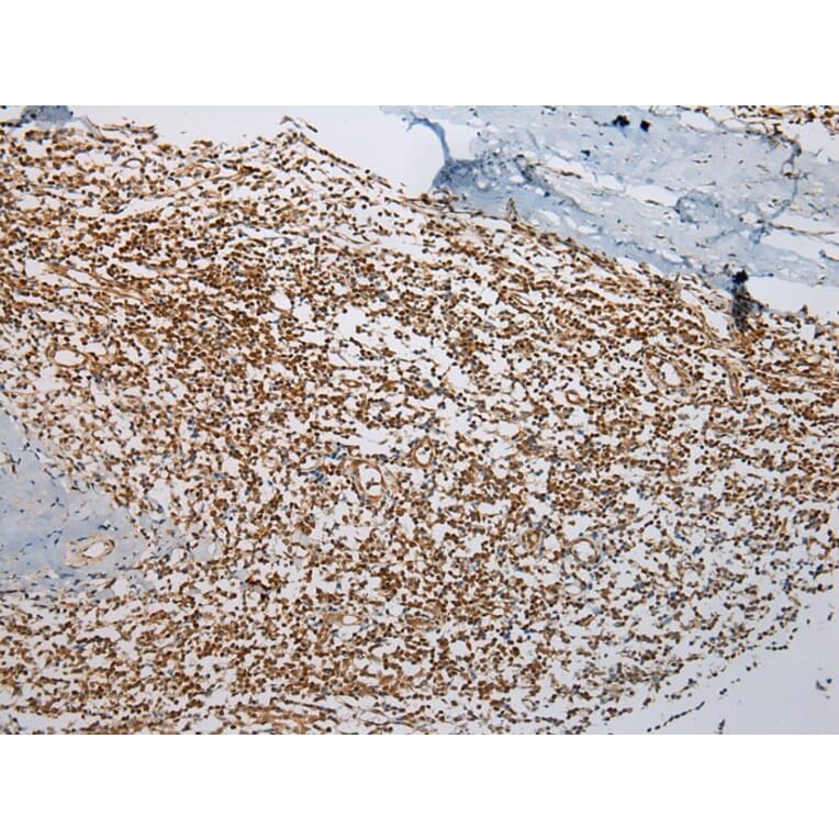 Immunohistochemistry - ABHD14B Antibody from Signalway Antibody (43384) - Antibodies.com