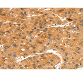 Immunohistochemistry - SLC24A4 Antibody from Signalway Antibody (43417) - Antibodies.com