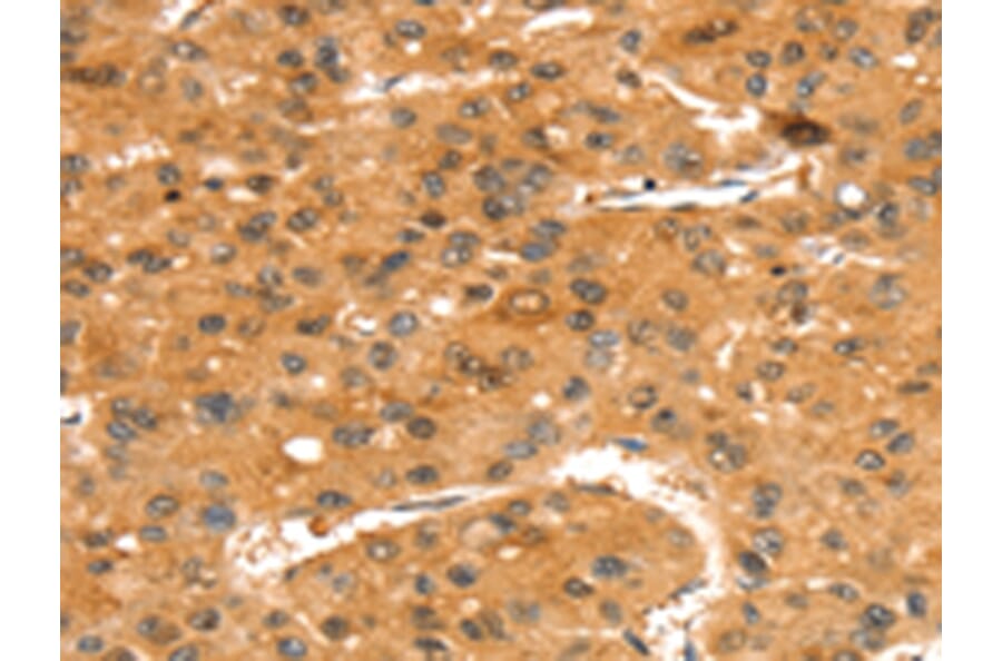 Immunohistochemistry - SLC24A4 Antibody from Signalway Antibody (43417) - Antibodies.com