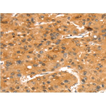 Immunohistochemistry - SLC24A4 Antibody from Signalway Antibody (43417) - Antibodies.com