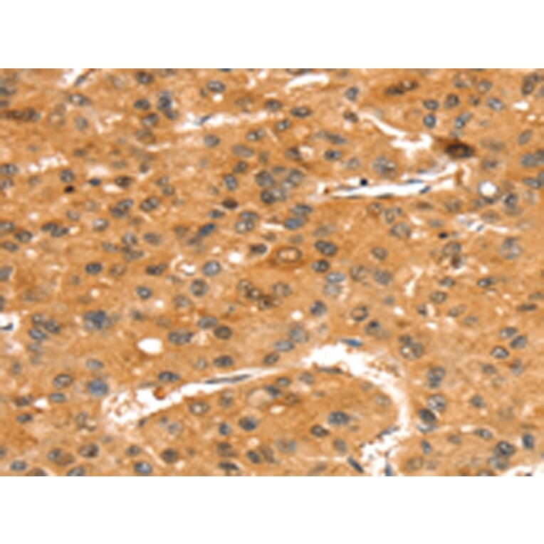 Immunohistochemistry - SLC24A4 Antibody from Signalway Antibody (43417) - Antibodies.com
