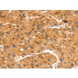Immunohistochemistry - SLC24A4 Antibody from Signalway Antibody (43417) - Antibodies.com