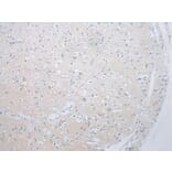 Immunohistochemistry - ADAMTS8 Antibody from Signalway Antibody (43467) - Antibodies.com