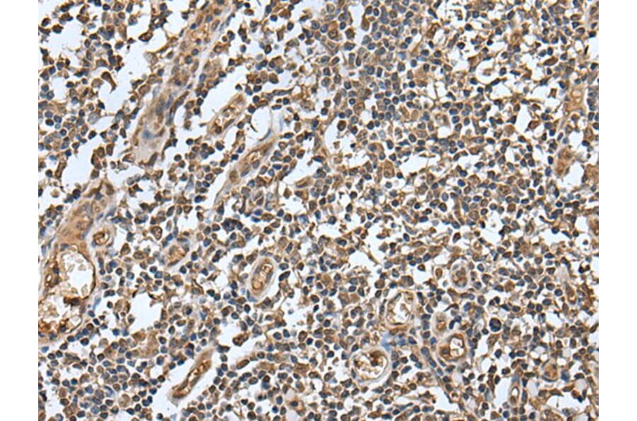 LAMTOR5 Antibody from Signalway Antibody (43518) - Antibodies.com