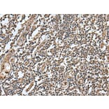 LAMTOR5 Antibody from Signalway Antibody (43518) - Antibodies.com