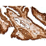 LAMTOR5 Antibody from Signalway Antibody (43518) - Antibodies.com