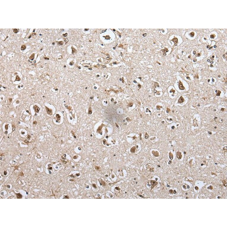 METAP1D Antibody from Signalway Antibody (43549) - Antibodies.com