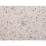 METAP1D Antibody from Signalway Antibody (43549) - Antibodies.com