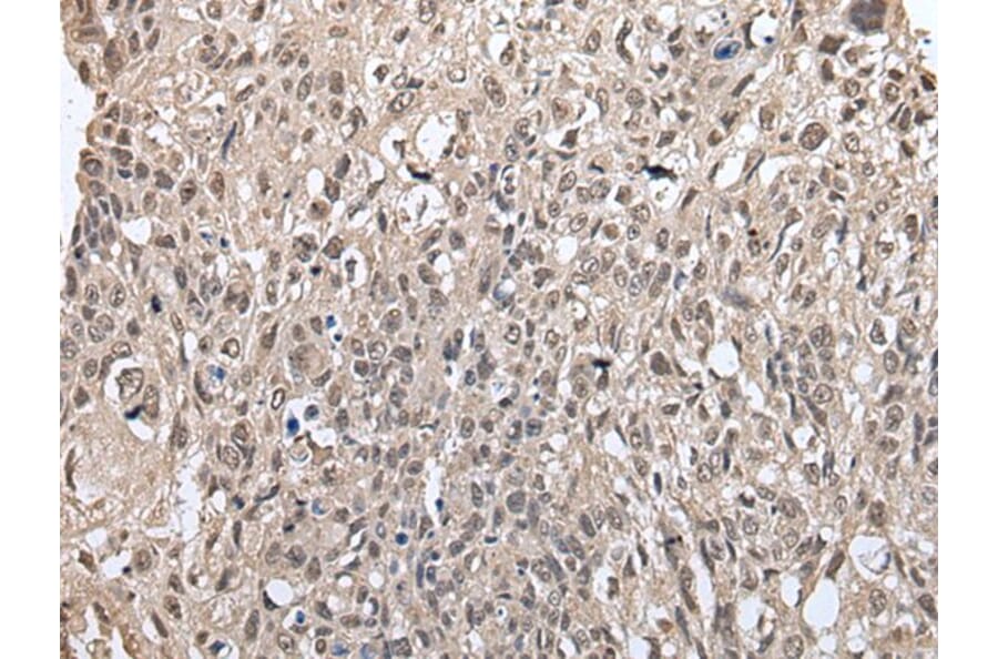 METAP1D Antibody from Signalway Antibody (43549) - Antibodies.com