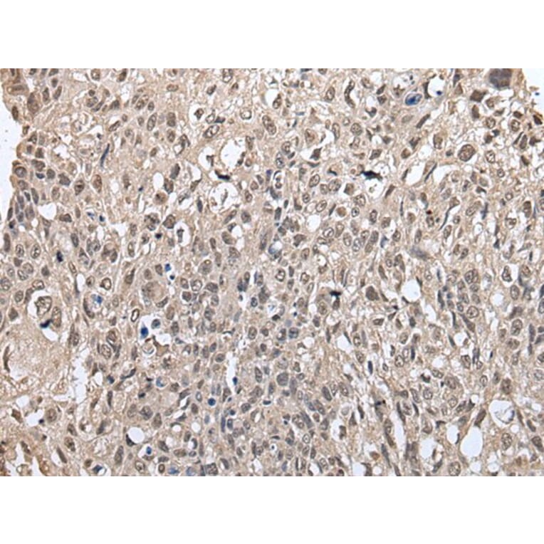 METAP1D Antibody from Signalway Antibody (43549) - Antibodies.com