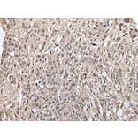 METAP1D Antibody from Signalway Antibody (43549) - Antibodies.com