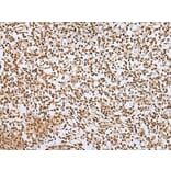 ZNF354A Antibody from Signalway Antibody (43580) - Antibodies.com