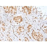 ZNF354A Antibody from Signalway Antibody (43580) - Antibodies.com