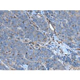 SLC24A5 Antibody from Signalway Antibody (43635) - Antibodies.com