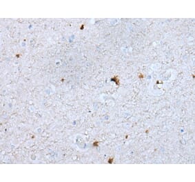 GAS2L1 Antibody from Signalway Antibody (43726) - Antibodies.com
