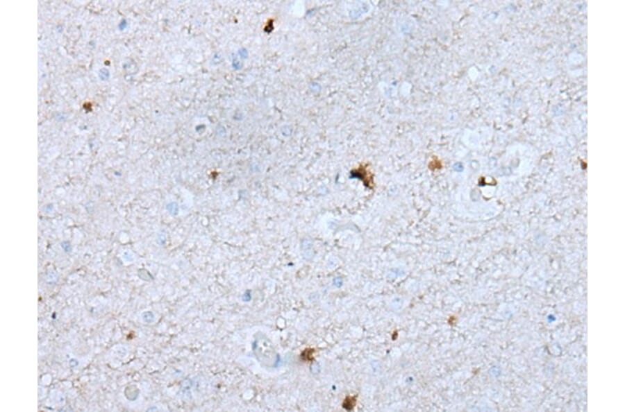 GAS2L1 Antibody from Signalway Antibody (43726) - Antibodies.com