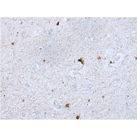 GAS2L1 Antibody from Signalway Antibody (43726) - Antibodies.com