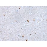 GAS2L1 Antibody from Signalway Antibody (43726) - Antibodies.com