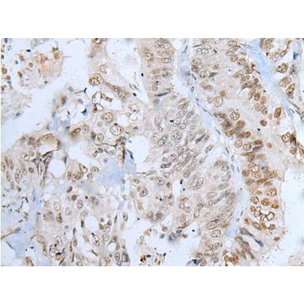 ZNF143 Antibody from Signalway Antibody (43787) - Antibodies.com