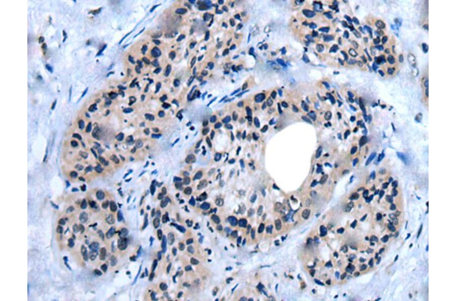 UNC93B1 Antibody from Signalway Antibody (43838) - Antibodies.com