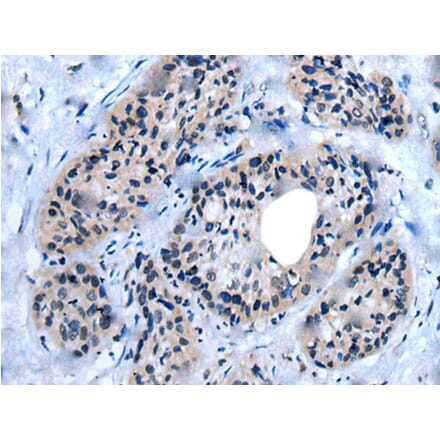 UNC93B1 Antibody from Signalway Antibody (43838) - Antibodies.com
