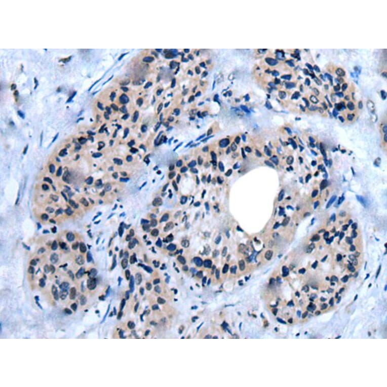 UNC93B1 Antibody from Signalway Antibody (43838) - Antibodies.com