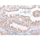 ANAPC15 Antibody from Signalway Antibody (43865) - Antibodies.com