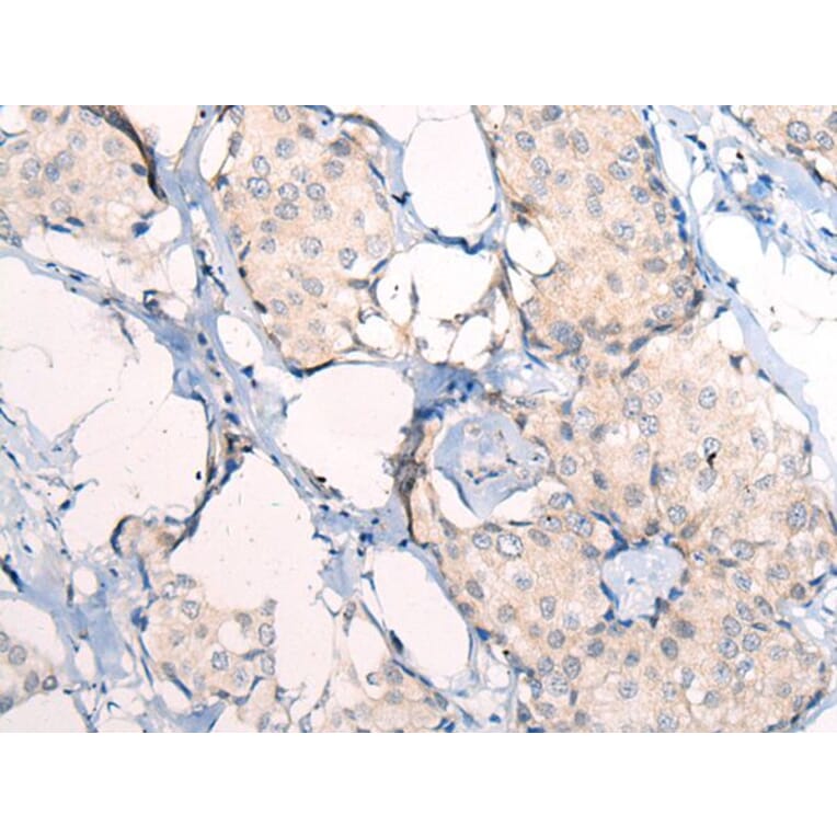 ANAPC15 Antibody from Signalway Antibody (43865) - Antibodies.com