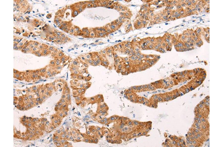 C14orf2 Antibody from Signalway Antibody (43868) - Antibodies.com