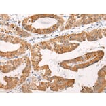 C14orf2 Antibody from Signalway Antibody (43868) - Antibodies.com