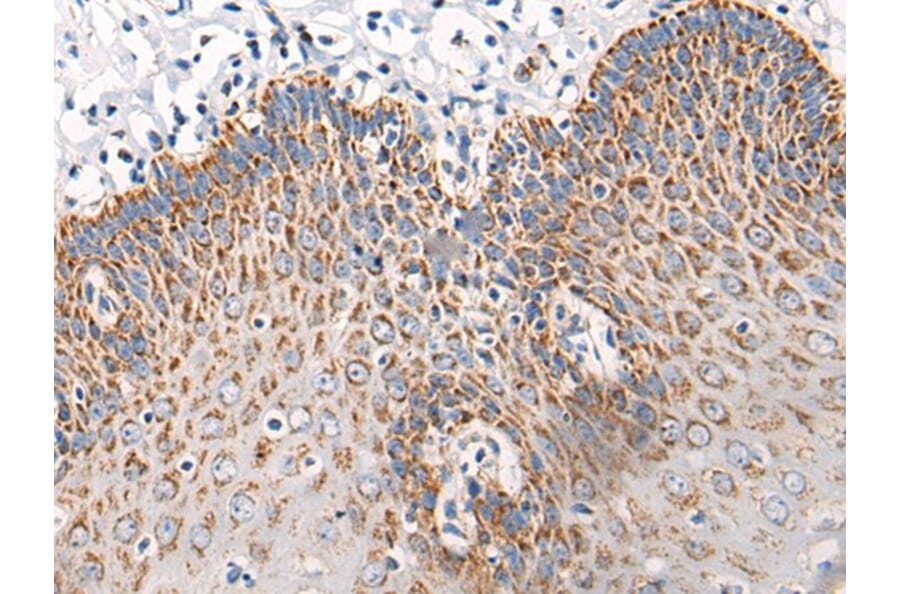 C14orf2 Antibody from Signalway Antibody (43868) - Antibodies.com