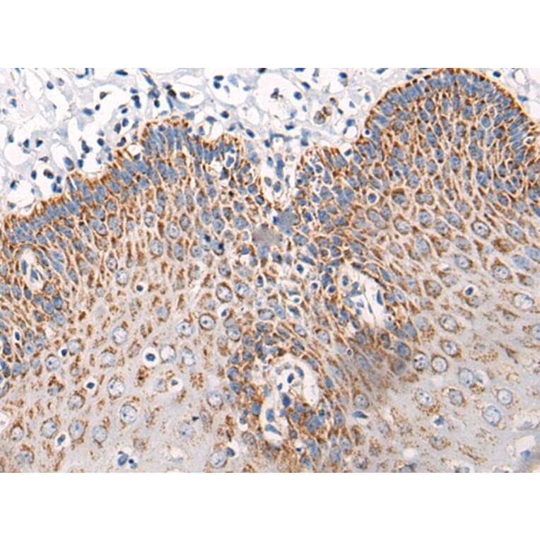 C14orf2 Antibody from Signalway Antibody (43868) - Antibodies.com