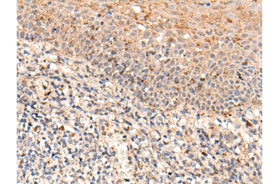 FAM234A Antibody from Signalway Antibody (43873) - Antibodies.com