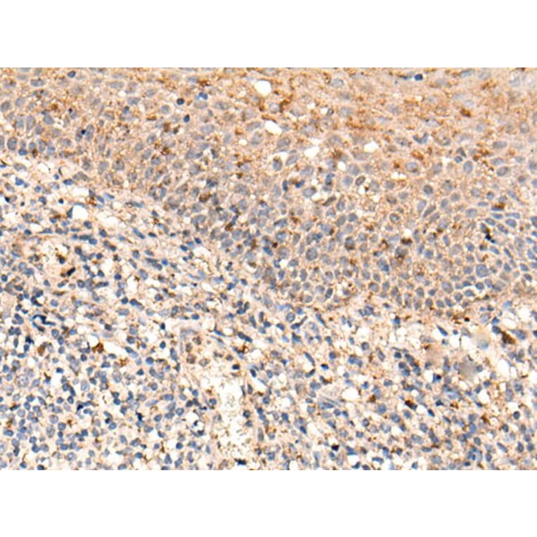 FAM234A Antibody from Signalway Antibody (43873) - Antibodies.com