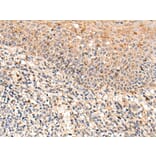 FAM234A Antibody from Signalway Antibody (43873) - Antibodies.com