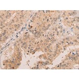 FAM234A Antibody from Signalway Antibody (43873) - Antibodies.com