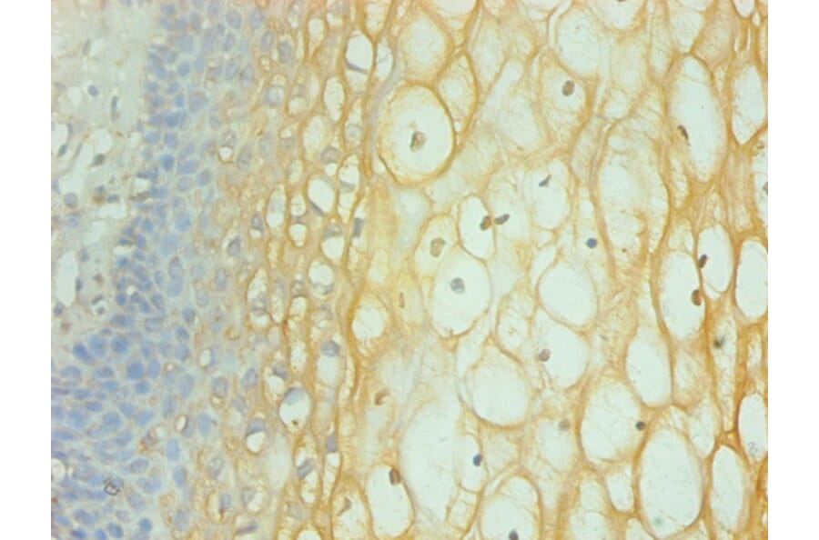 Immunohistochemistry - Interferon gamma Monoclonal Antibody from Signalway Antibody (42034) - Antibodies.com