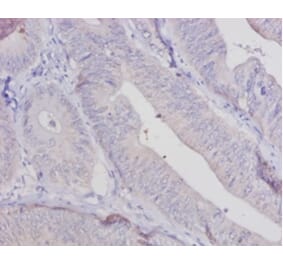 Immunohistochemistry - Aldehyde oxidase Polyclonal Antibody from Signalway Antibody (42066) - Antibodies.com