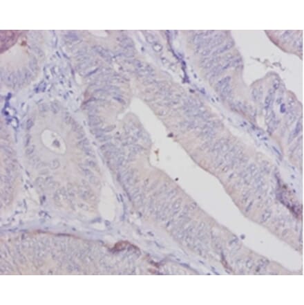 Immunohistochemistry - Aldehyde oxidase Polyclonal Antibody from Signalway Antibody (42066) - Antibodies.com