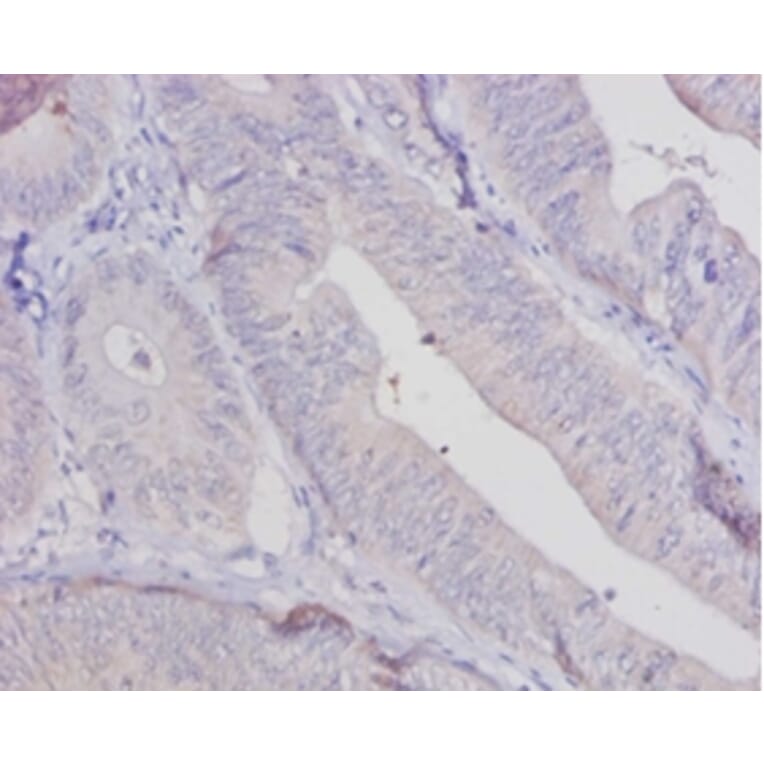 Immunohistochemistry - Aldehyde oxidase Polyclonal Antibody from Signalway Antibody (42066) - Antibodies.com