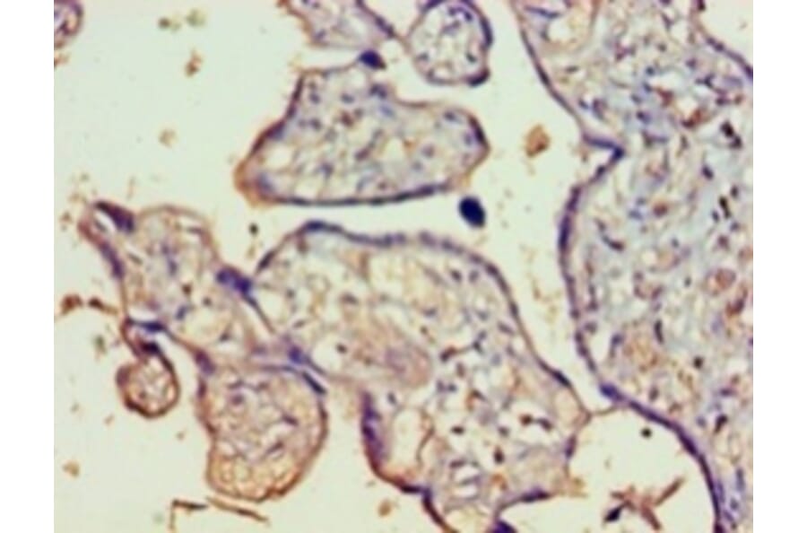 Immunohistochemistry - Protein FAM160B1 Polyclonal Antibody from Signalway Antibody (42657) - Antibodies.com