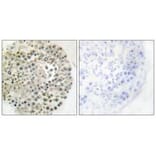 Immunohistochemistry - TRIM16 Antibody from Signalway Antibody (33630) - Antibodies.com