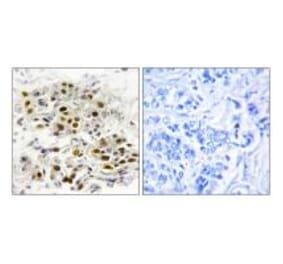 Immunohistochemistry - MAP3K6 Antibody from Signalway Antibody (33632) - Antibodies.com