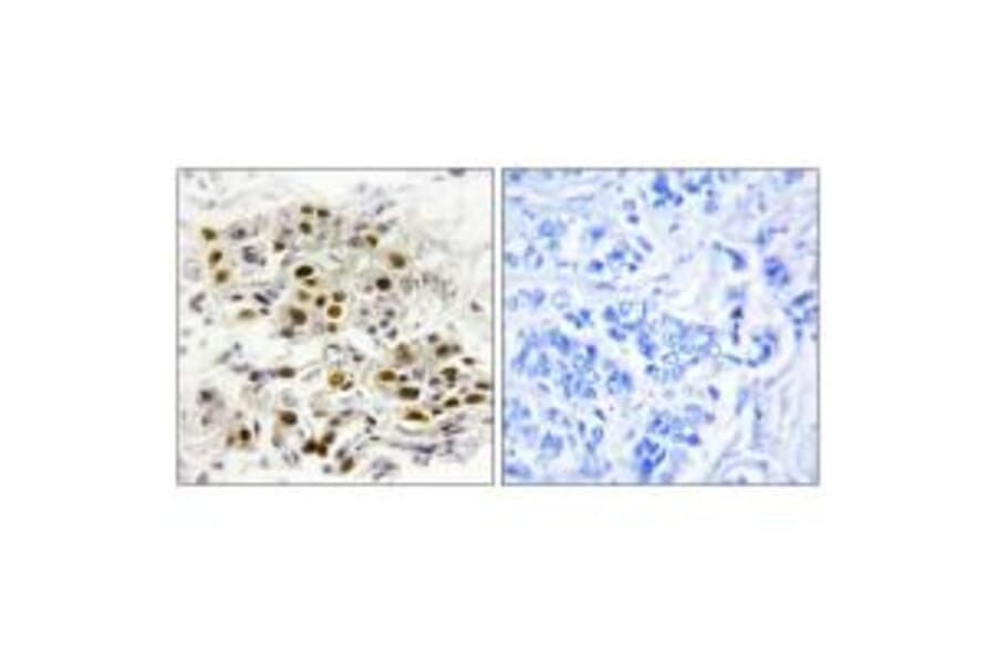 Immunohistochemistry - MAP3K6 Antibody from Signalway Antibody (33632) - Antibodies.com