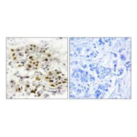 Immunohistochemistry - MAP3K6 Antibody from Signalway Antibody (33632) - Antibodies.com