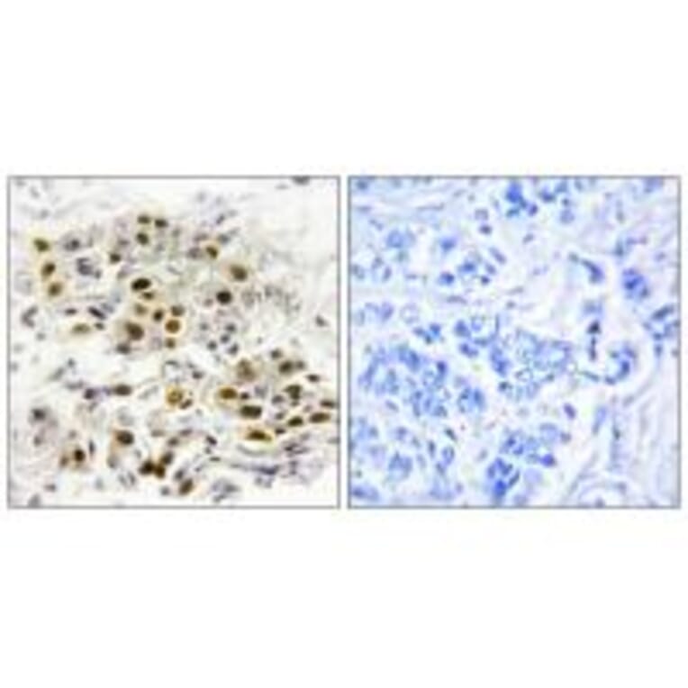 Immunohistochemistry - MAP3K6 Antibody from Signalway Antibody (33632) - Antibodies.com