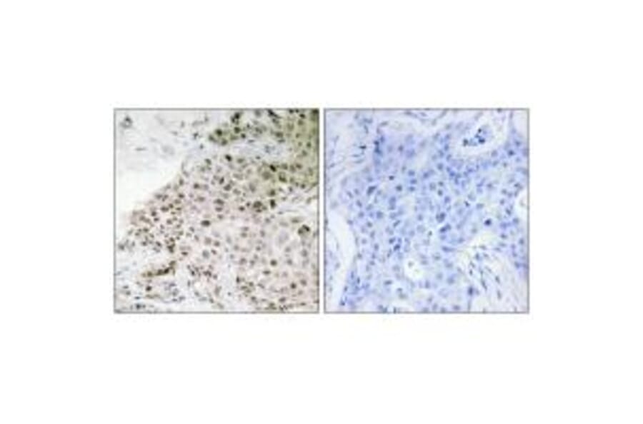 Immunohistochemistry - TAF13 Antibody from Signalway Antibody (33899) - Antibodies.com