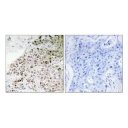 Immunohistochemistry - TAF13 Antibody from Signalway Antibody (33899) - Antibodies.com