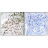 Immunohistochemistry - TAF13 Antibody from Signalway Antibody (33899) - Antibodies.com