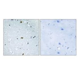 Immunohistochemistry - ZFHX3 Antibody from Signalway Antibody (33910) - Antibodies.com